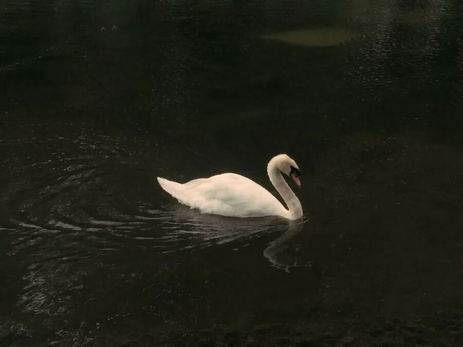 Как отвечать на бестактные вопросы о свадьбе,