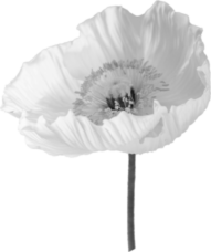 «Я всегда следую за своим клиентом»: декоратор