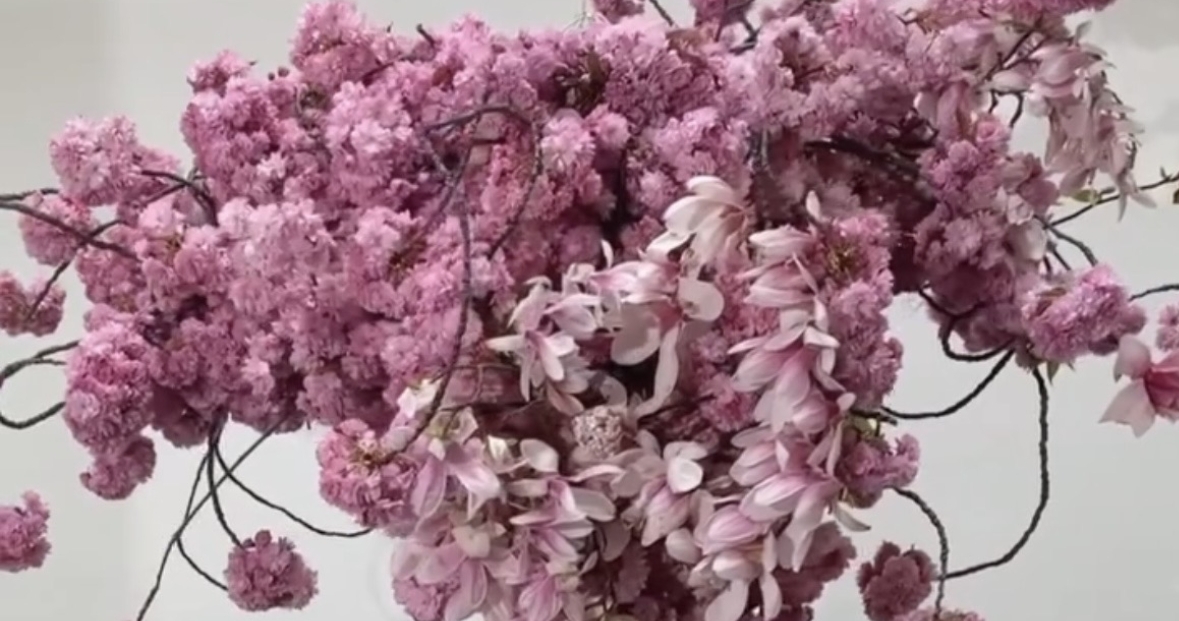 Где смотреть за цветением сакуры в Москве?