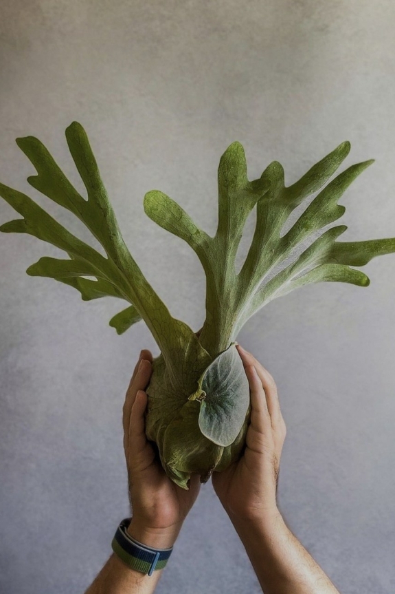 Как не волноваться перед свадебной клятвой?