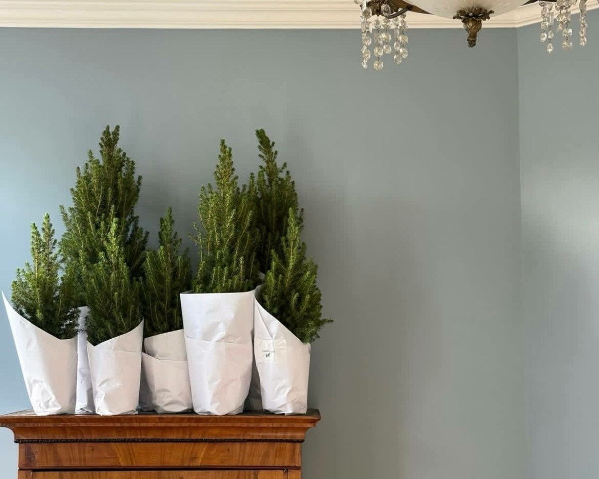 Где купить живую елку в Москве в