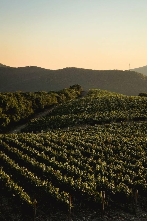 Медовый месяц | Виноградник | Юг России | Сорта вин | Сорта виноградов | Карта юга России | Вина России | Винодельня | Сайты виноделен | Виноградники России | Куда можно улететь