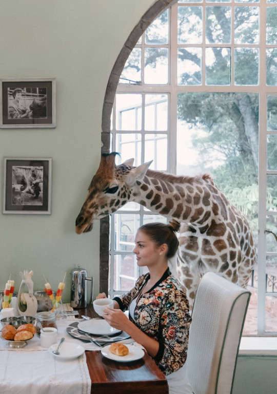 Фотосессия с животными I Пример