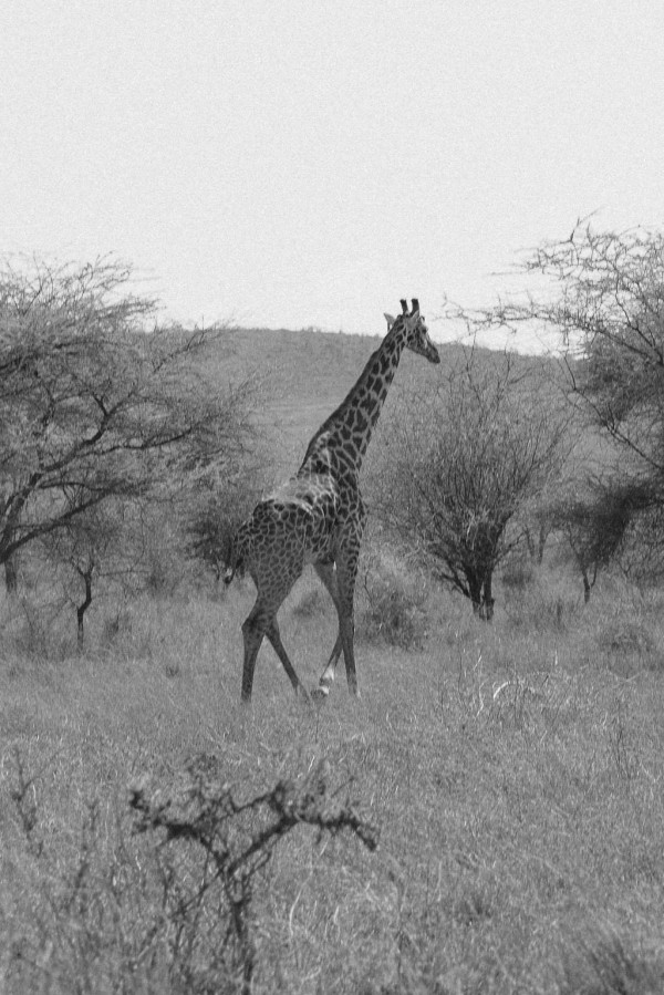 Свадьба в Африке c зебрами, жирафами и