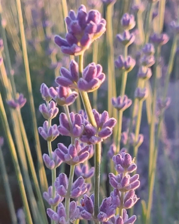 Свадебные платья цвета лаванды