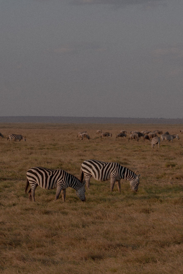 Свадьба в Африке c зебрами, жирафами и