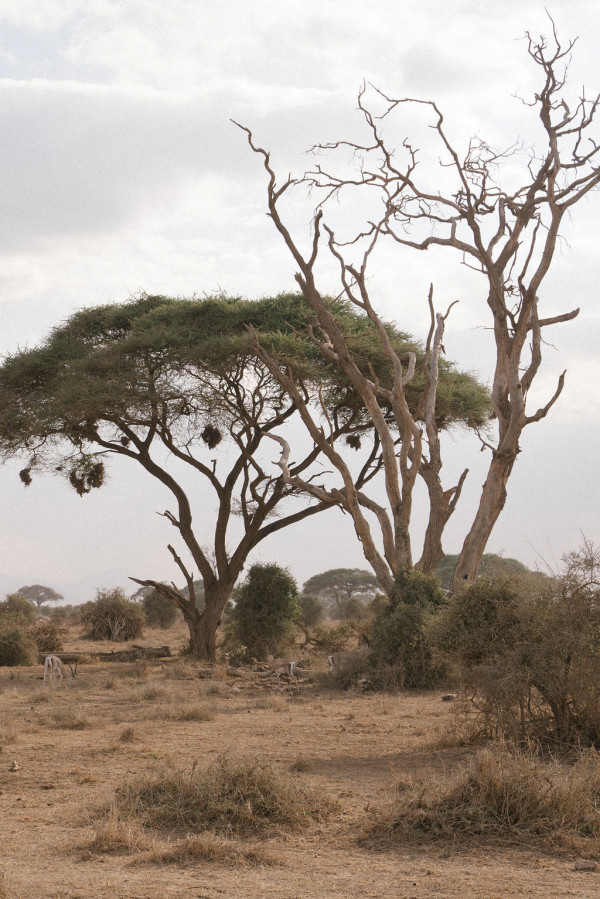 Свадьба в Африке c зебрами, жирафами и