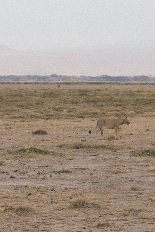 Свадьба в Африке c зебрами, жирафами и