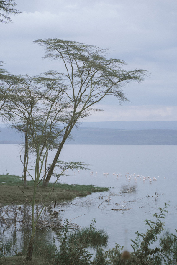 Свадьба в Африке c зебрами, жирафами и