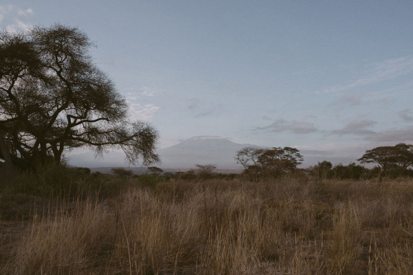 Свадьба в Африке c зебрами, жирафами и