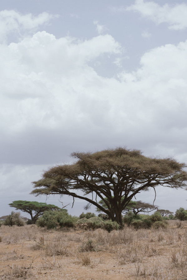 Свадьба в Африке c зебрами, жирафами и