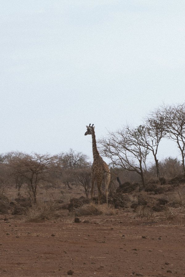 Свадьба в Африке c зебрами, жирафами и