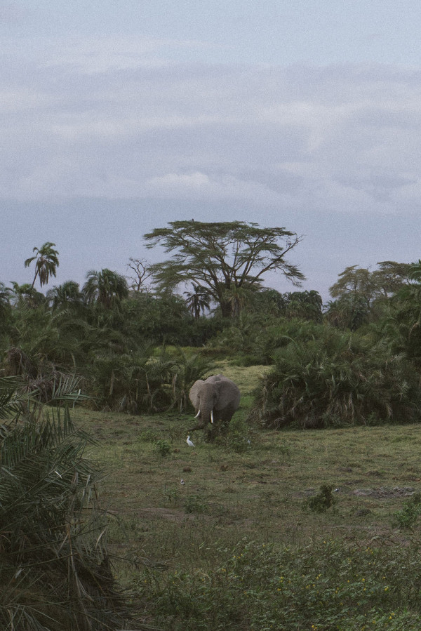 Свадьба в Африке c зебрами, жирафами и