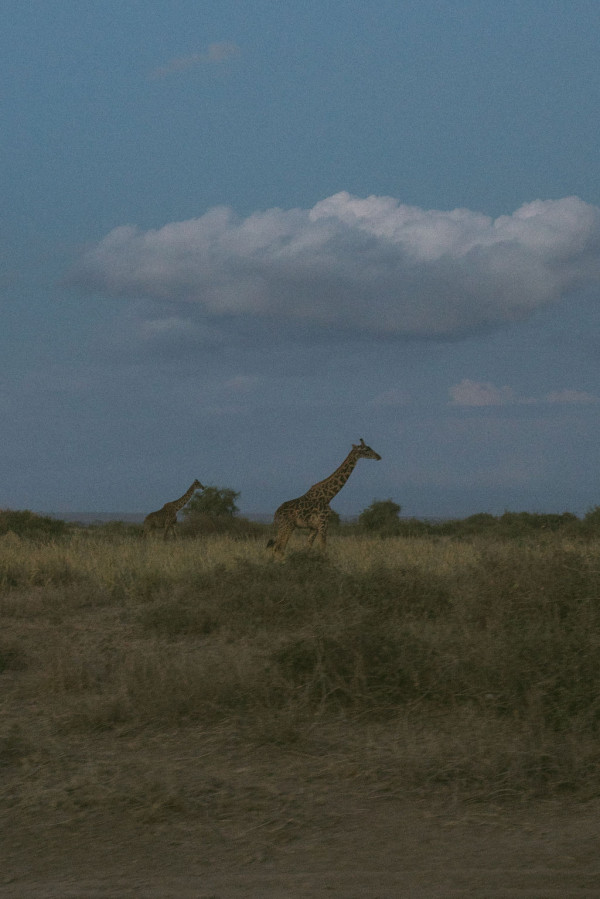 Свадьба в Африке c зебрами, жирафами и