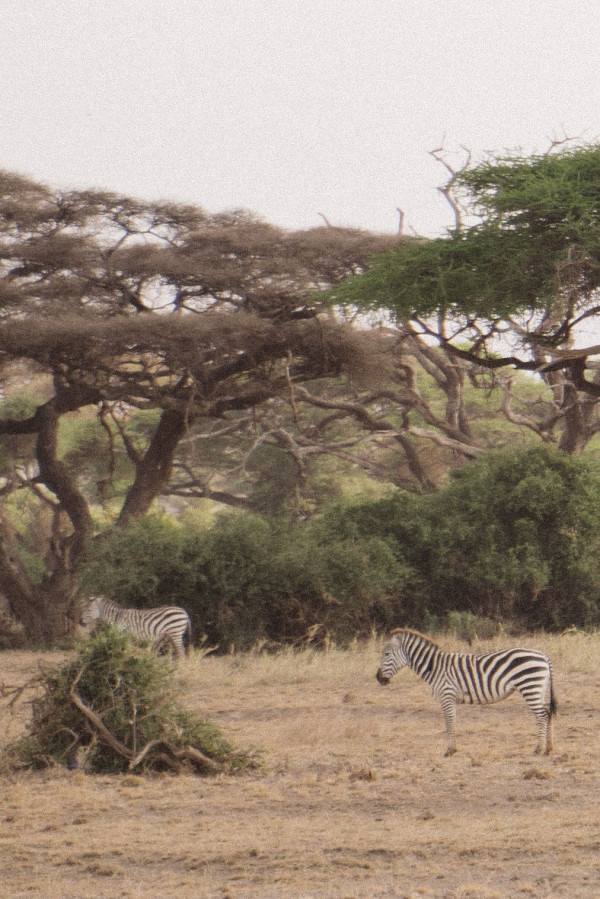 Свадьба в Африке c зебрами, жирафами и