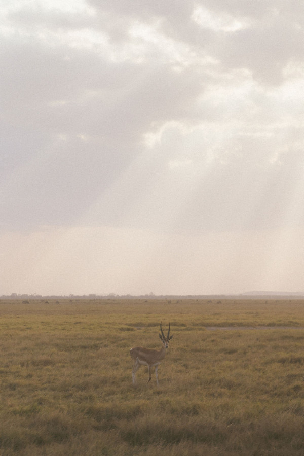 Свадьба в Африке c зебрами, жирафами и