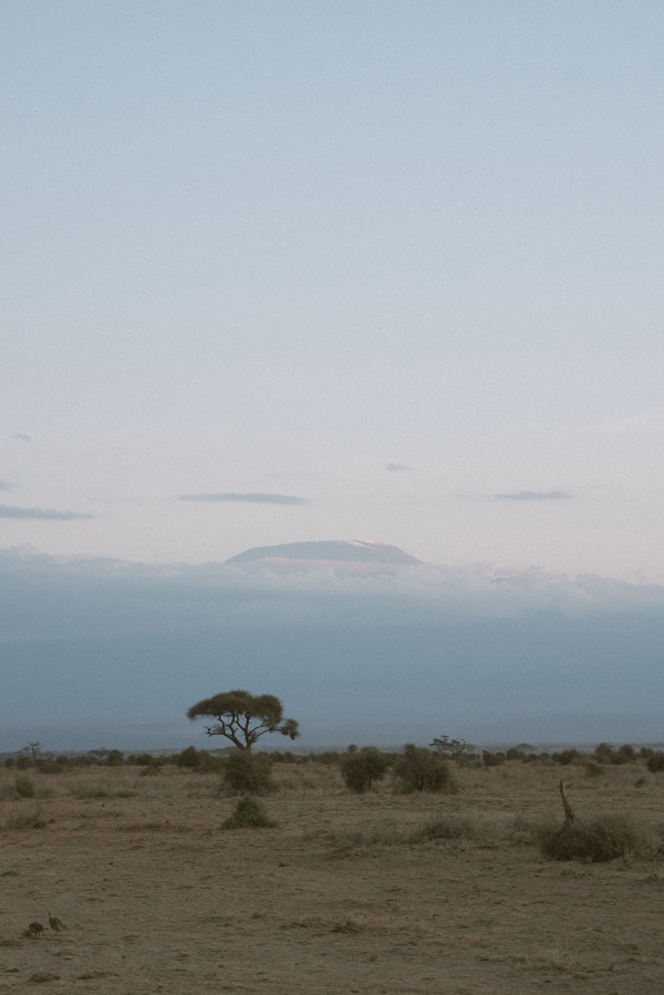 Свадьба в Африке c зебрами, жирафами и