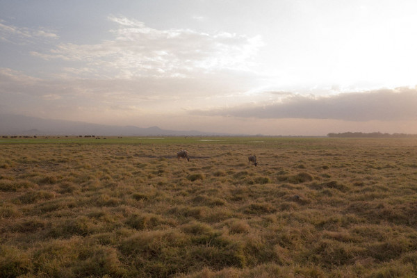 Свадьба в Африке c зебрами, жирафами и