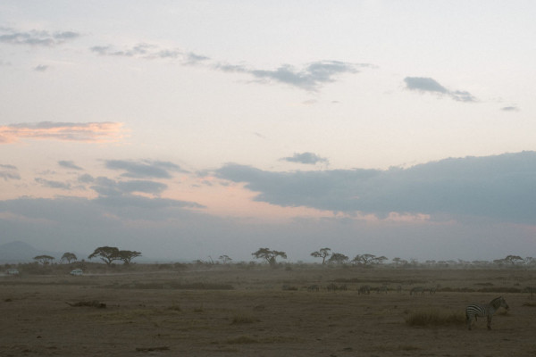 Свадьба в Африке c зебрами, жирафами и