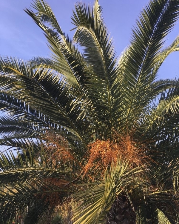 Медовый месяц в Сочи: где остановиться и