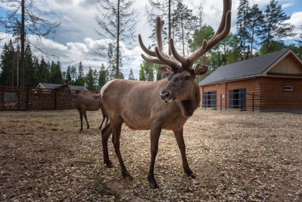 Площадки Cosmos Collection Izumrudny Les Hotel