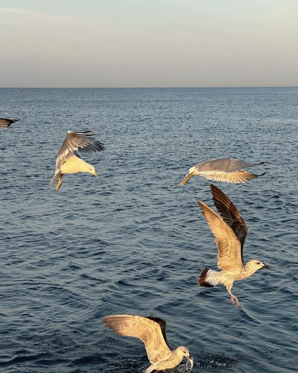 Сочи в мае 2024. Где жить, есть