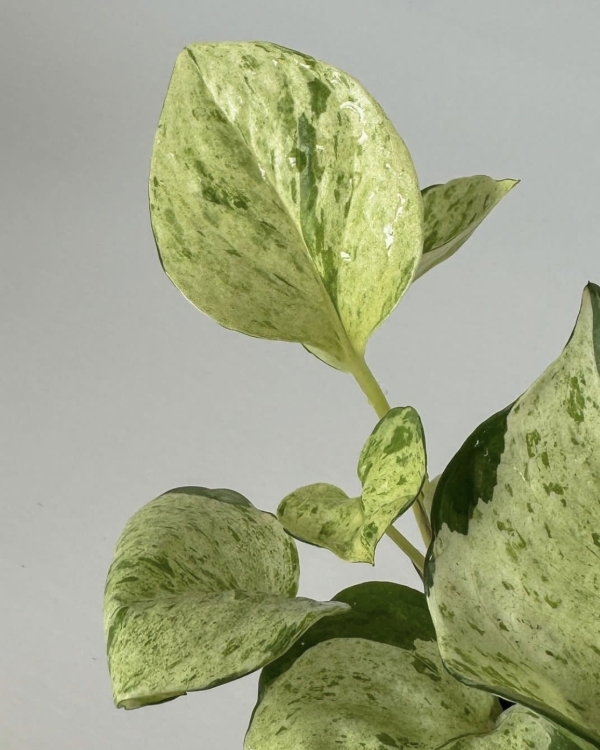 Космические художники в Cube.Moscow, юбилей Директора Всего