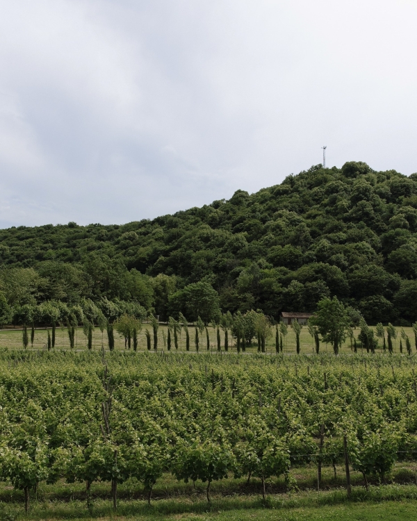 Как организовать билеты и проживание для гостей,