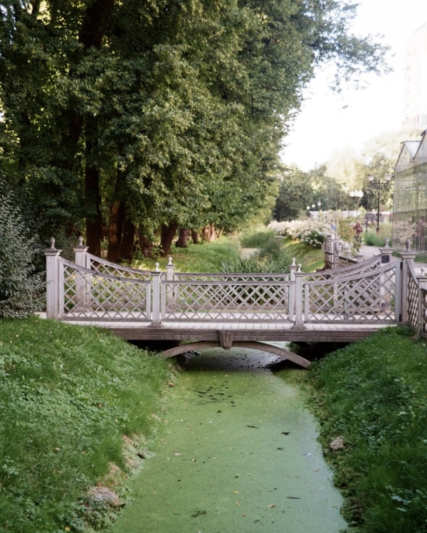 Где смотреть за цветением сакуры в Москве?