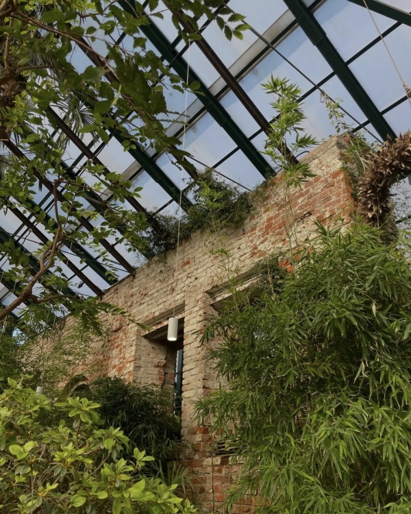 Где смотреть за цветением сакуры в Москве?