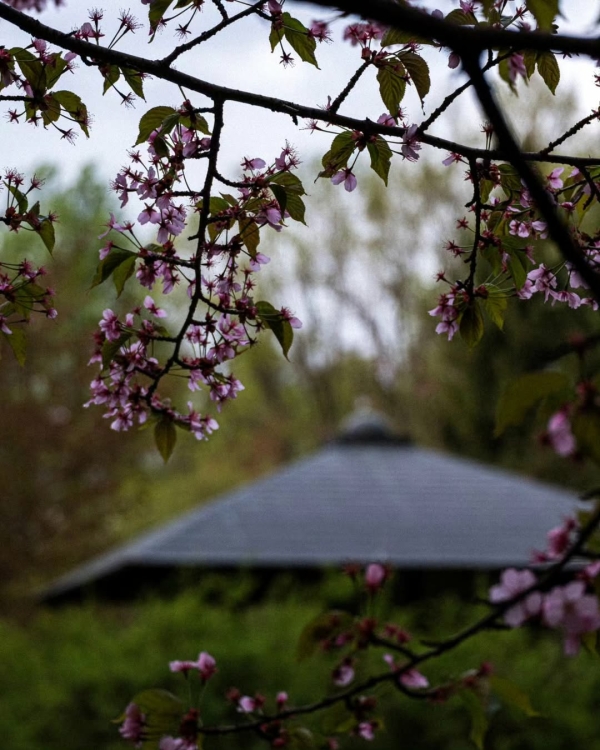 Где смотреть за цветением сакуры в Москве?