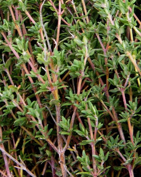 Herbaceous Bridal Bouquets