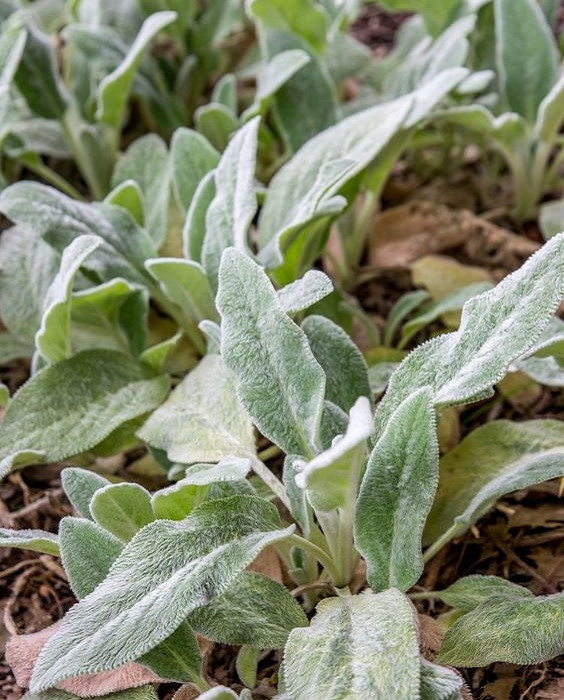 Herbaceous Bridal Bouquets