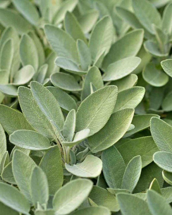 Herbaceous Bridal Bouquets