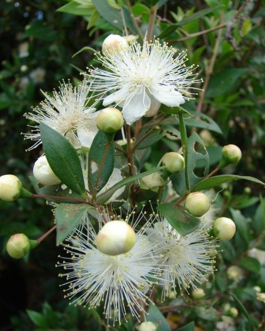 Herbaceous Bridal Bouquets