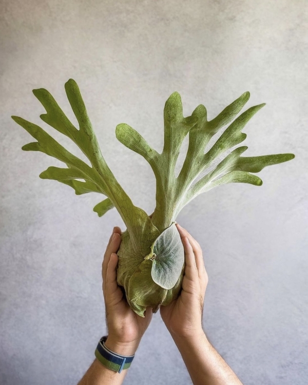 Продукты, которые повышают уровень гормона счастья