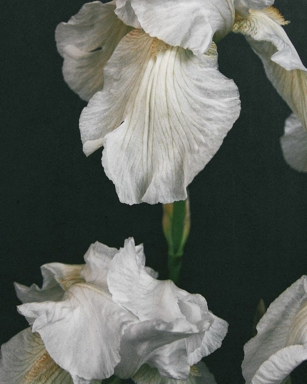 Нетривиальные ароматы российских брендов для невест