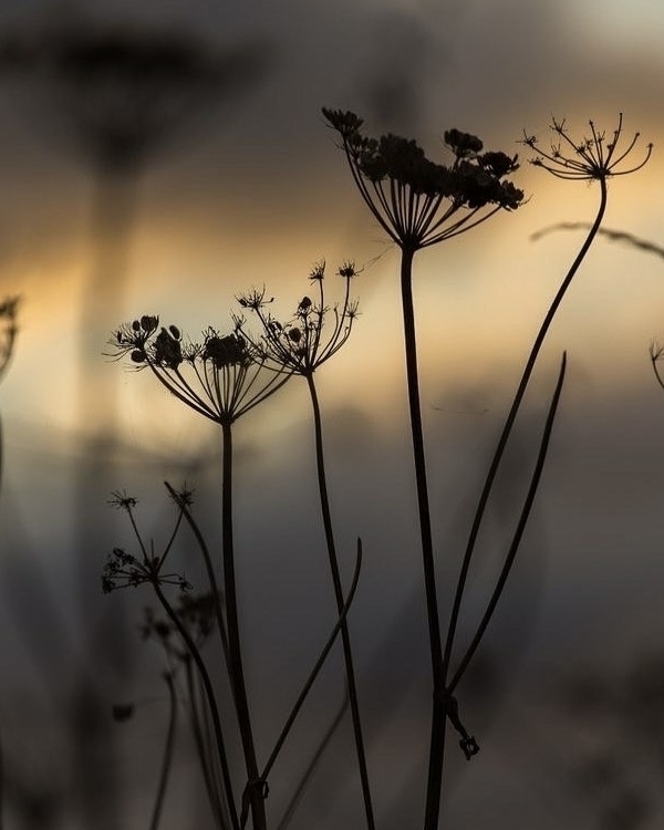 Нетривиальные ароматы российских брендов для невест