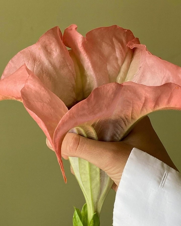 Стильные идеи для пирамиды шампанского