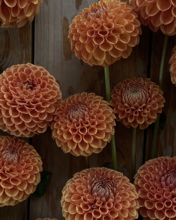 Теннисный турнир La Raquette Open, авторские напитки