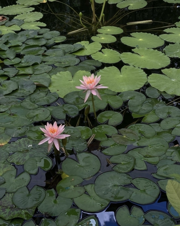 Пикник «Афиши» в Лужниках, читмил в Layerz