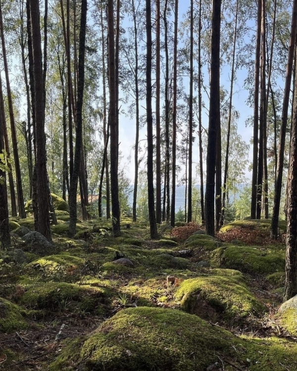 Маршрут построен: отправляемся на выходные в Ленобласть