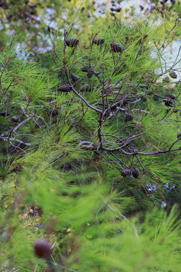 5 причин провести медовый месяц в Турции