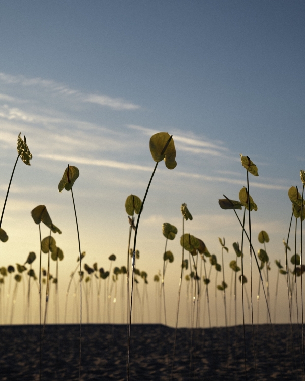 Серферский дух, морская церемония, вдохновленная пляжами Малибу,