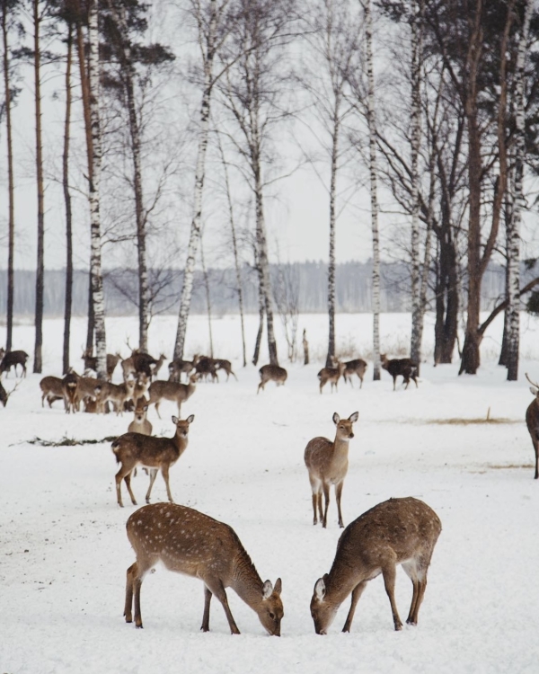 Winter To-Do List: 15 вещей, которые нужно