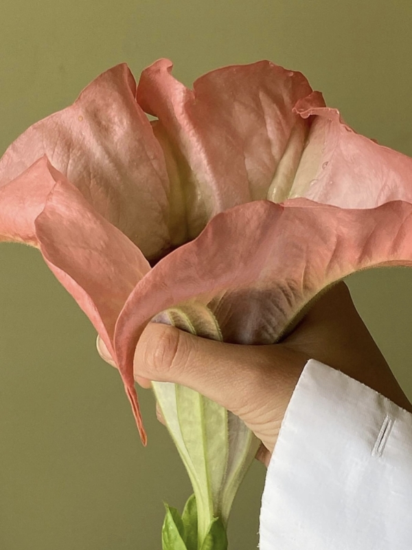 Peach Fuzz — цвет 2024 года по версии