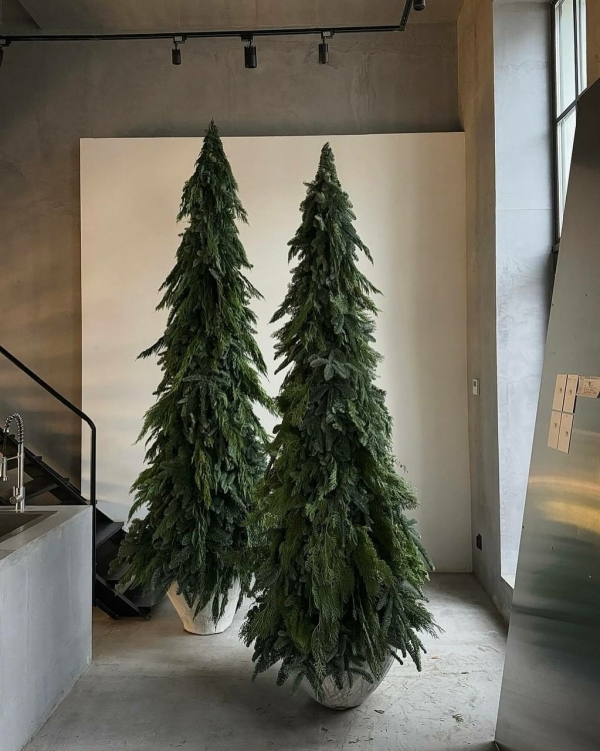 Где купить живую елку в Москве в