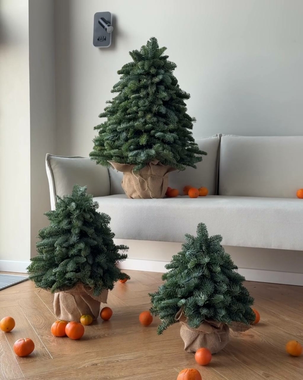 Где купить живую елку в Москве в