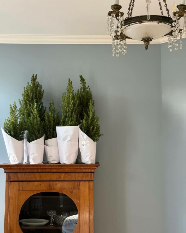 Где купить живую елку в Москве в