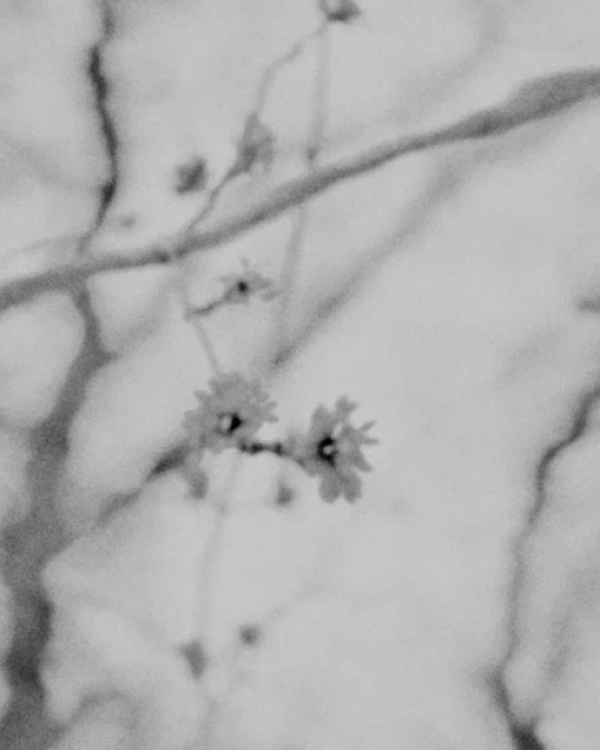 Выставка «Марка Шагала» в «Пушкинском» и другие